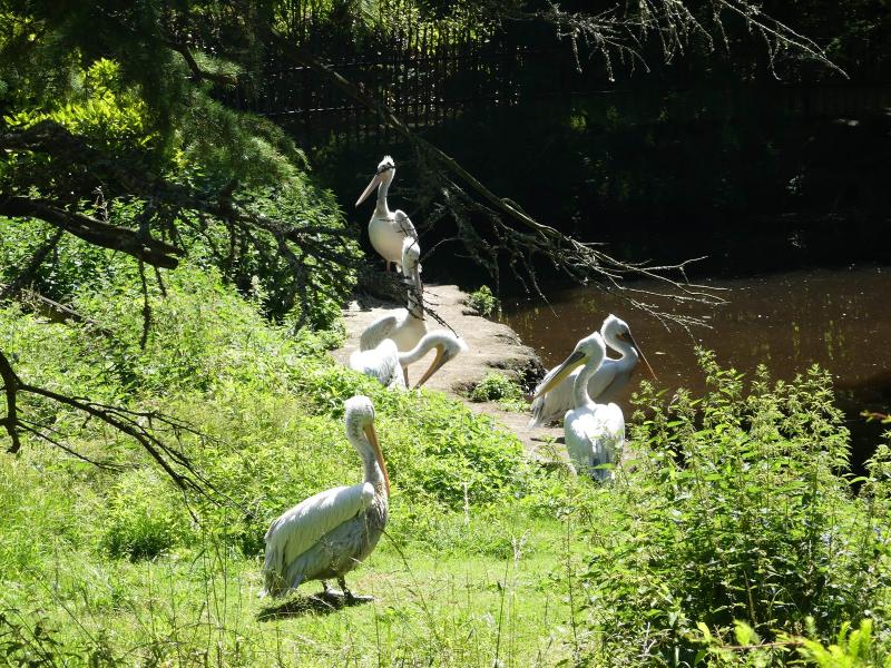 Pélican frisé - 2023