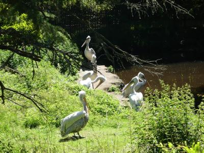 Pélican frisé - 2023