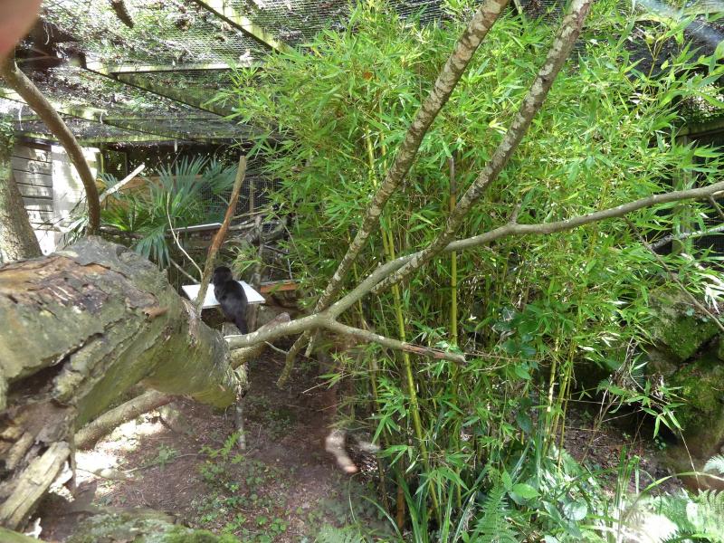 Tamarin de Goeldi - 2023