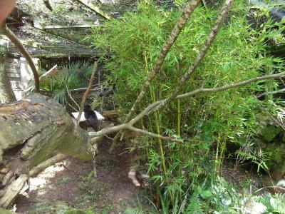 Tamarin de Goeldi - 2023