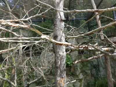 Tamarin pinché - 2023