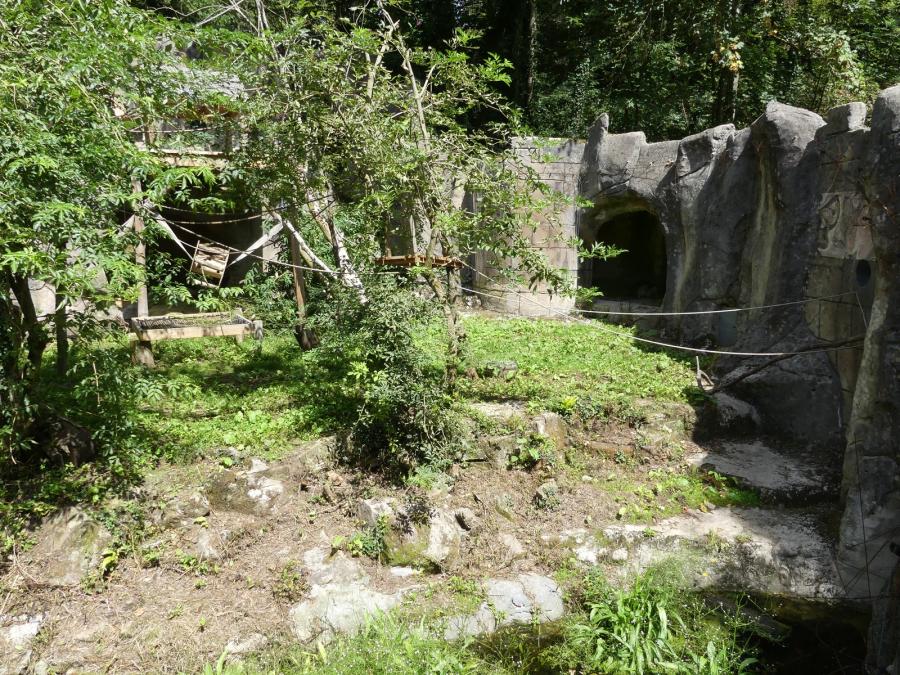 Ours à lunettes - Saïmiri à tête noire