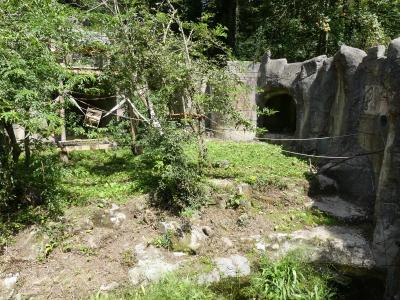 Ours à lunettes - Saïmiri à tête noire - 2023