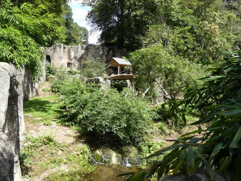 Ours à lunettes - Saïmiri à tête noire - 2023