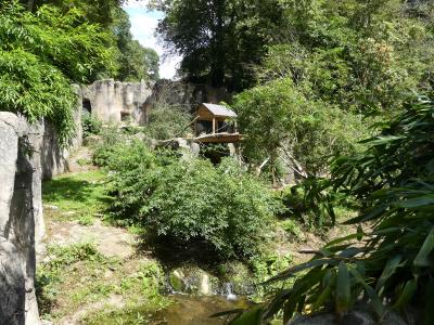 Ours à lunettes - Saïmiri à tête noire - 2023