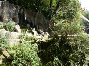 Ours à lunettes - Saïmiri à tête noire