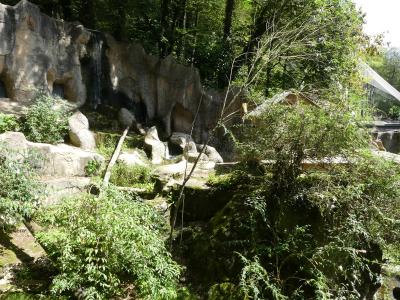 Ours à lunettes - Saïmiri à tête noire - 2023