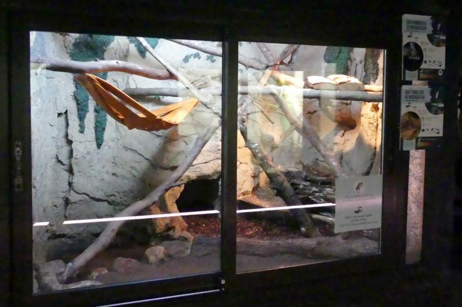 Boa arboricole de Madagascar