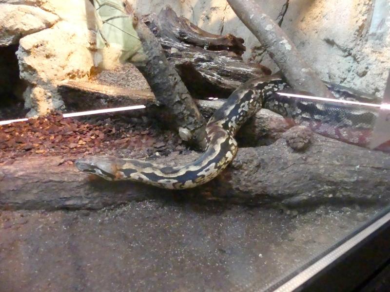 Boa terrestre de Madagascar - 2023