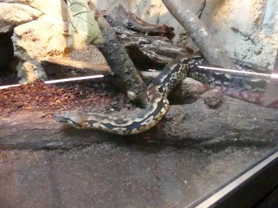 Boa terrestre de Madagascar - 2023