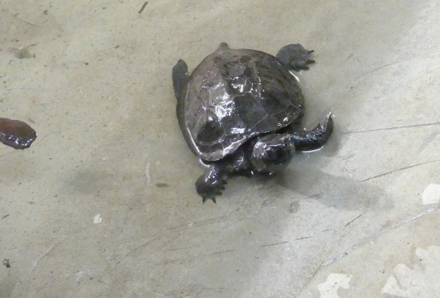 Chynémide de Reeves