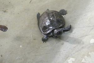 Chynémide de Reeves