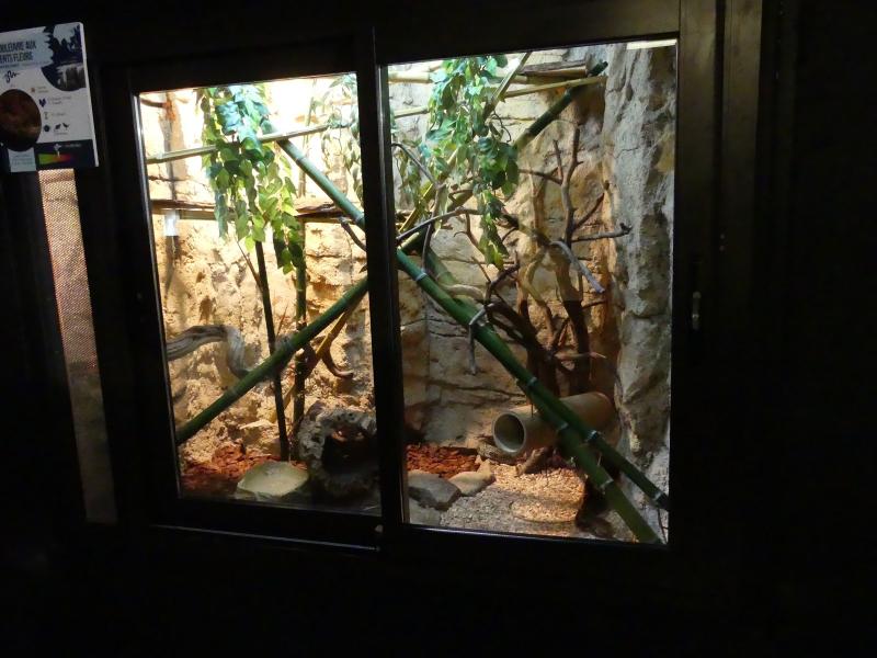 Couleuvre aux cent fleurs - 2023