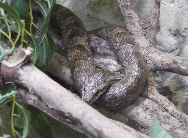 Couleuvre aux cent fleurs - 2023