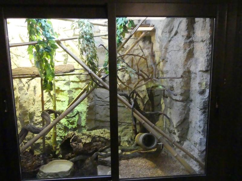 Couleuvre aux cents fleurs - 2023