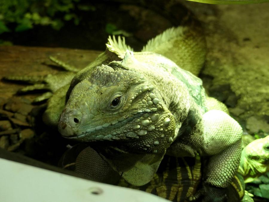 Iguane vert