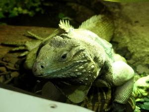 Iguane vert