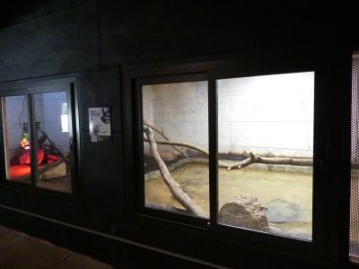 Tortue à carapace molle - 2023