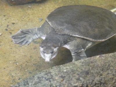 Tortue à carapace molle - 2023