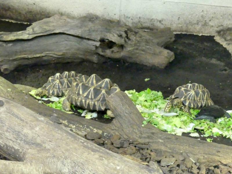 Tortue étoilée de Birmanie - 2023