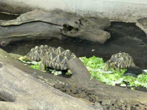 Tortue étoilée de Birmanie