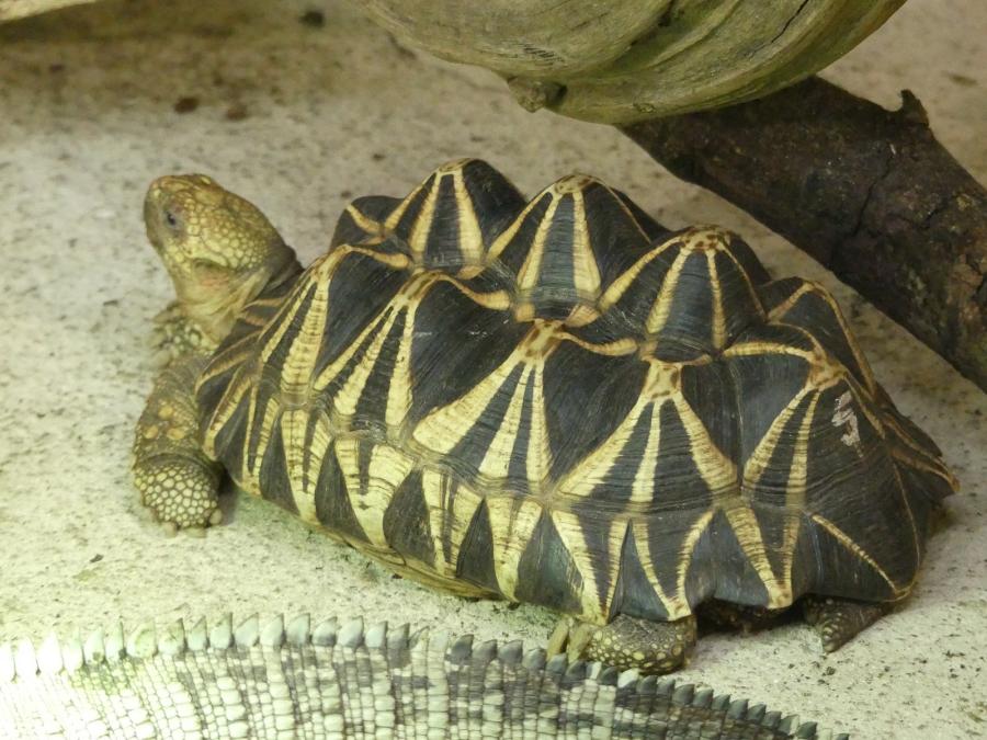 Tortue étoilée de Birmanie