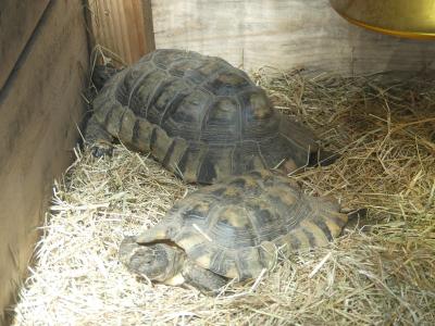 Tortue grecque - 2023