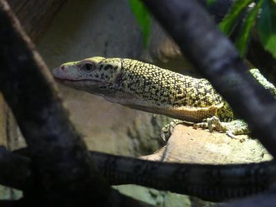 Varan jaune coing - 2023