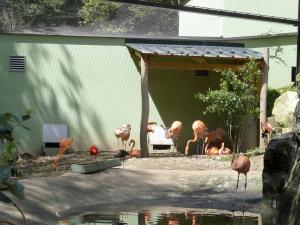 Volière sud-américaine