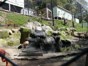 Volière sud-américaine