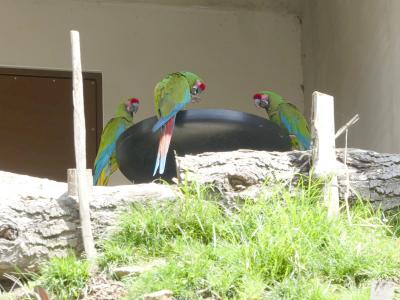 Ara de Buffon - 2023