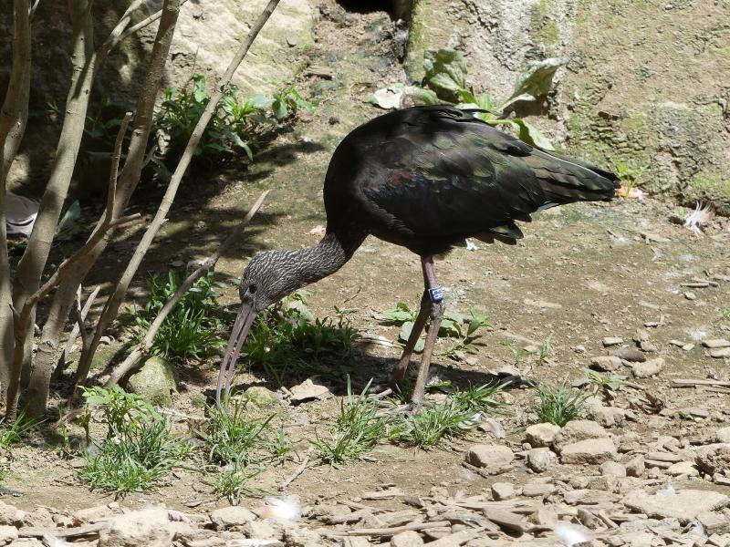 Ibis falcinelle - 2023