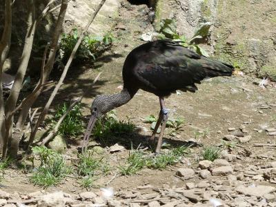 Ibis falcinelle - 2023