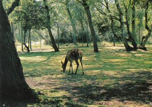 Biche dans le sous-bois