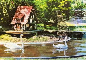 Le pigeonnier et les cygnes