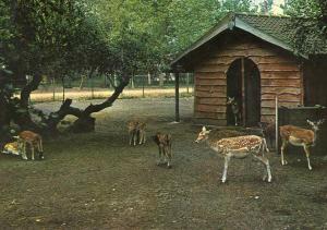 Le parc aux daims - 1978