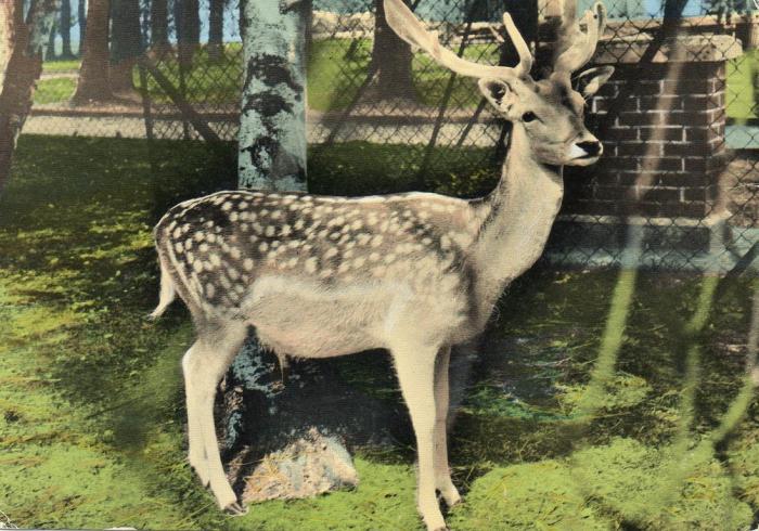 Daim moucheté - 1964