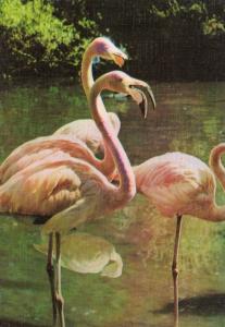 Flamants roses