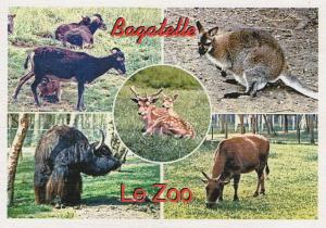 Wallabi - Chèvres naines - Veau d'Ecosse - Yack - Daims mouchetés