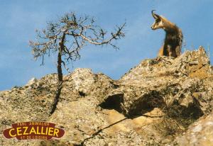 Chamois