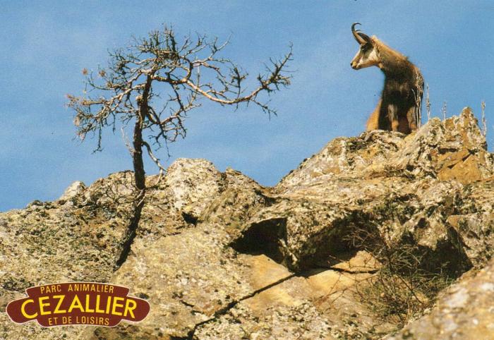 Chamois