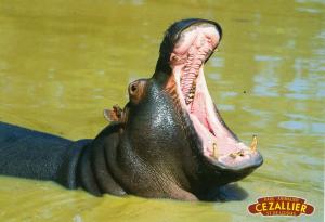 Hippopotame