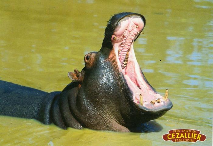 Hippopotame