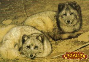 Renards polaires