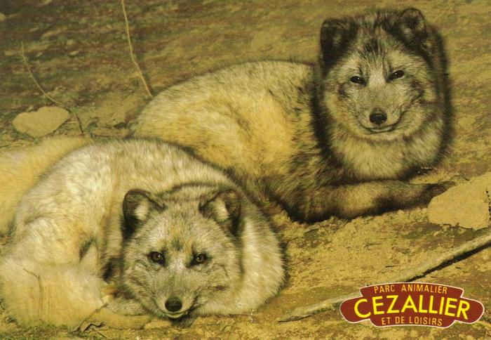 Renards polaires
