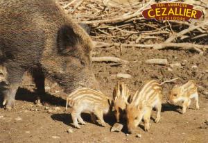 Sanglier et marcassins