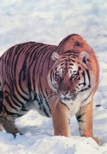 Tigre de Sibérie - 1992