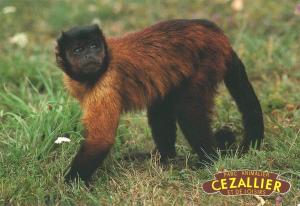 Capucin