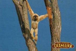 Gibbon lar