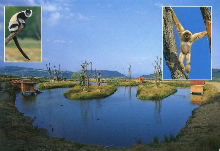Iles des singes et lémuriens